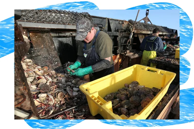A worker on a Barnes fishing boat harvesting bluff oysters.