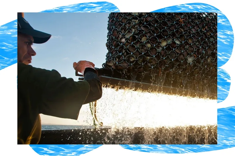 Bluff oyster harvesting