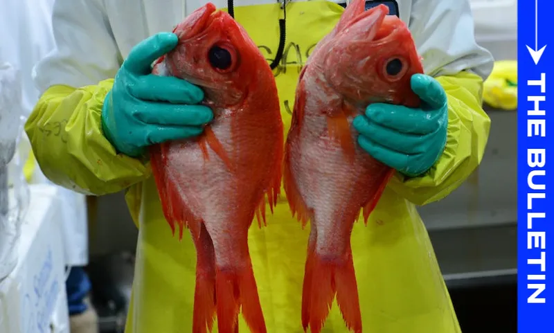 A person wearing green gloves and a yellow apron holds two bright red fish upright. A blue vertical banner on the right reads "THE BULLETIN.