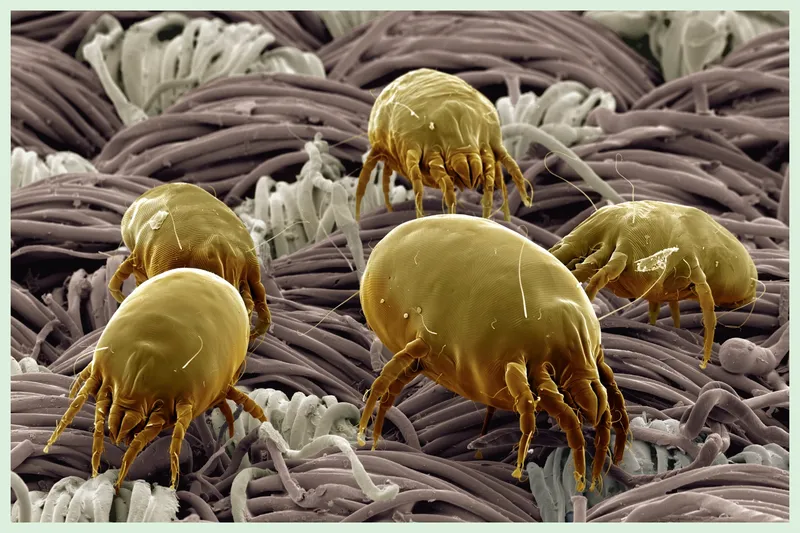 Dust mites