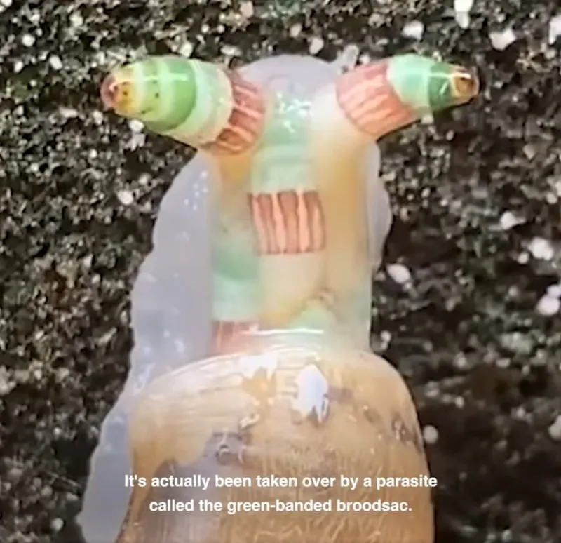 A close-up of a snail with its eye stalks swollen and brightly striped green and red, caused by a parasite called the green-banded broodsac. Text at the bottom explains the parasitic takeover.