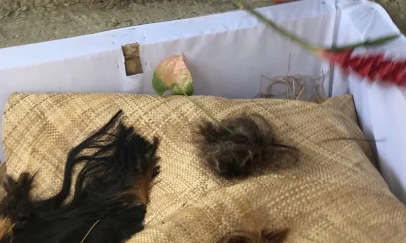 A close-up of a burlap pillow with tufts of dark and light brown hair on it, inside a white box. A pink and green anthurium flower lies on the pillow, and some straw is visible in the background.