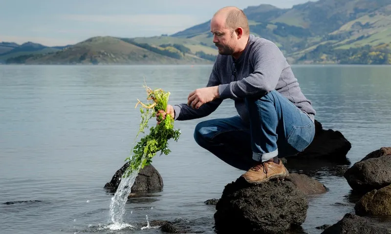 A man crouches on rocks by the sea, rinsing leafy green plants in the water with hills and greenery visible in the background.