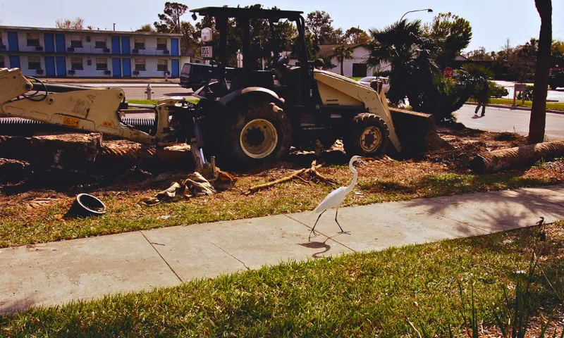 A white egret walks on a sidewalk in front of a construction site with a bulldozer and cut tree logs, near a building with blue doors and windows on a sunny day.
