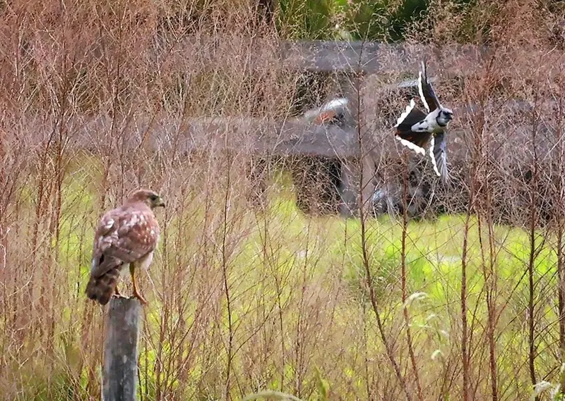 A brown hawk perches on a wooden post in a grassy field while a black and white bird swoops aggressively nearby. Tall, dry grass and a blurred fence are visible in the background.