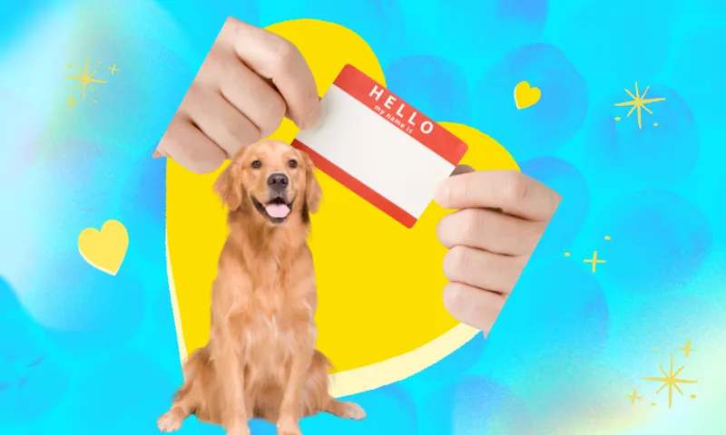 dating files blue template with a yellow heart. overlaid are a golden retriever dog and hands holding a name tag