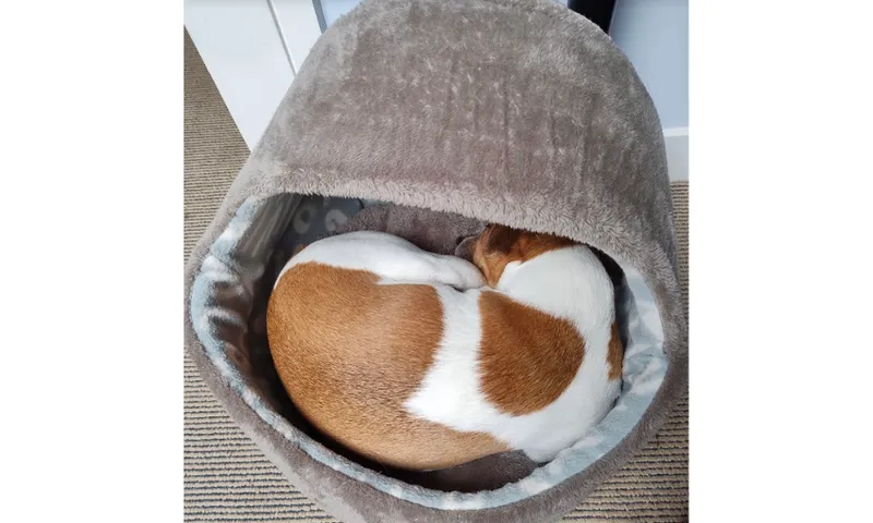 A photo of a little sweet dog curled up in a dog bed. The dog is tan and white.