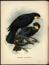 buller-birds
