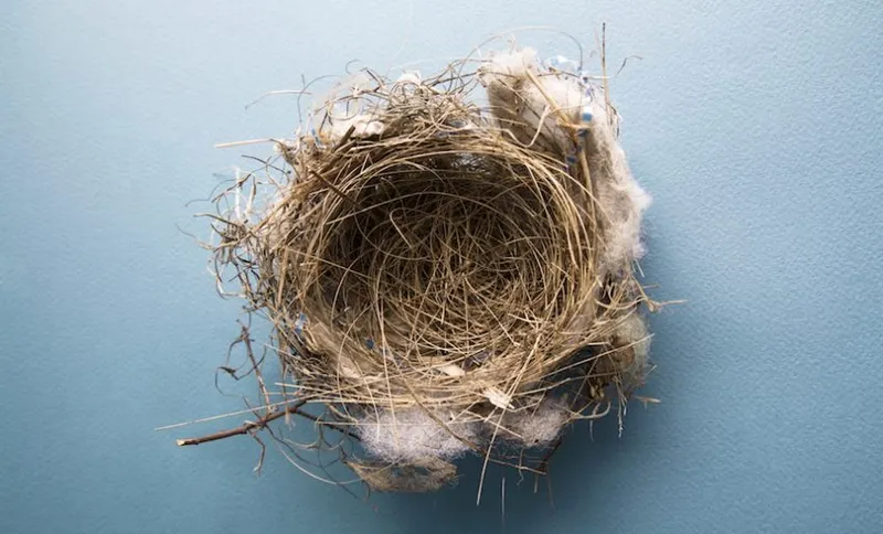 Empty Bird's Nest On Blue