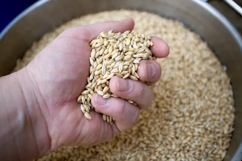 Hand holding Malted Barley