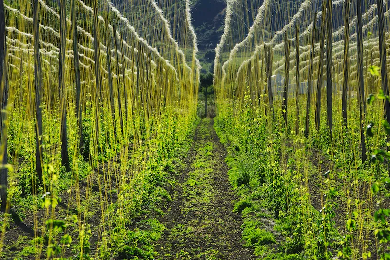 Hop plantation