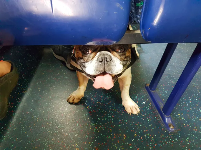 Good Boy