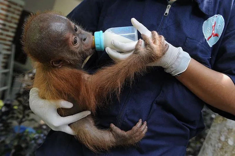 INDONESIA-ENVIRONMENT-CONSERVATION-SPECIES-ORANGUTAN