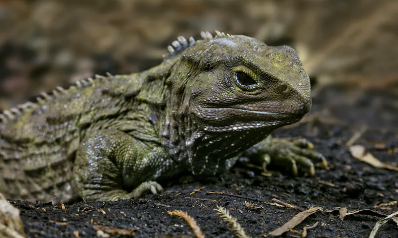 Tuatara ( Sphenodon punctatus ) New Zealand Endemic