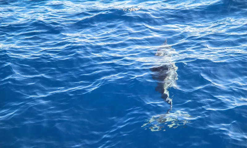 Dolphin swimming in sea near Lahaina, Maui, Hawaii