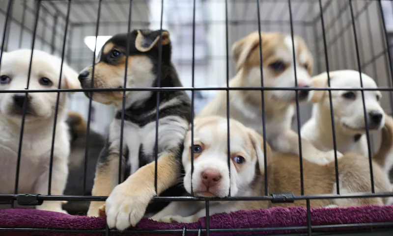 Litter of puppies in animal shelter. Australian Shepherds