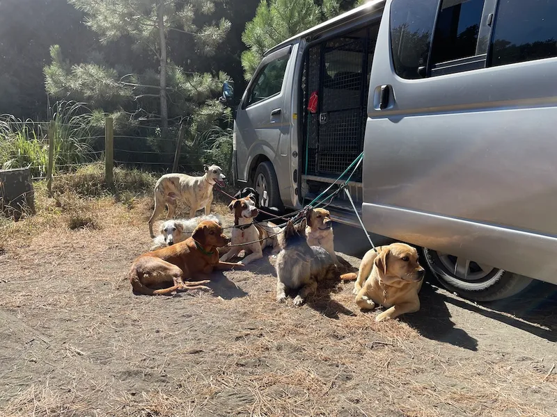 Dog walking