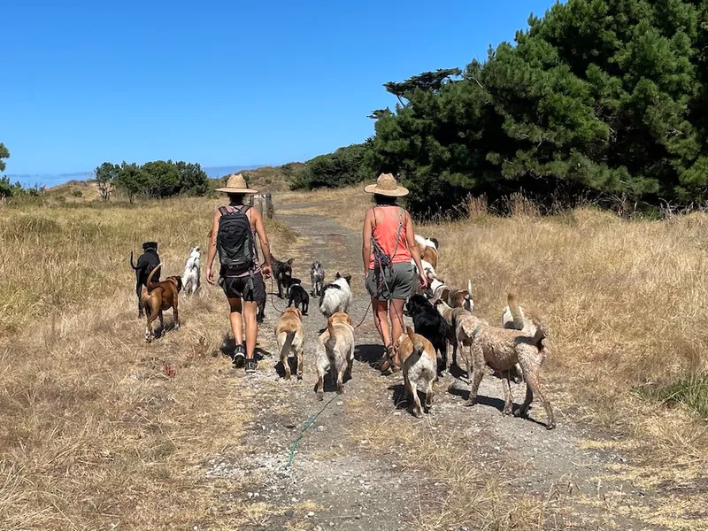 Dog walking