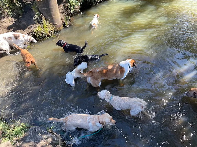 puppies