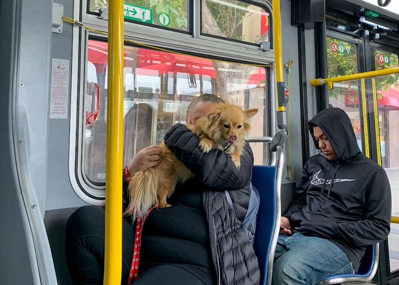 A woman carries her dog while riding a 14 Mission Muni bus up Mission Street in San Francisco, Calif. Tuesday, July 23, 2019.
