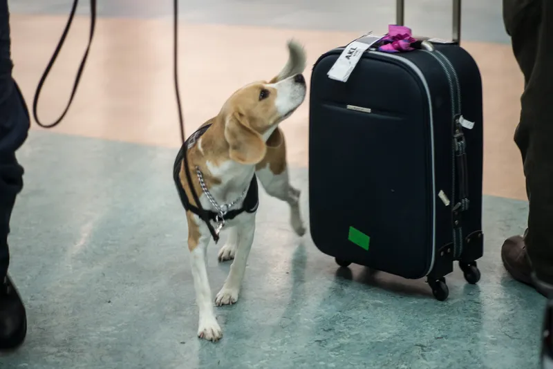 detector dog