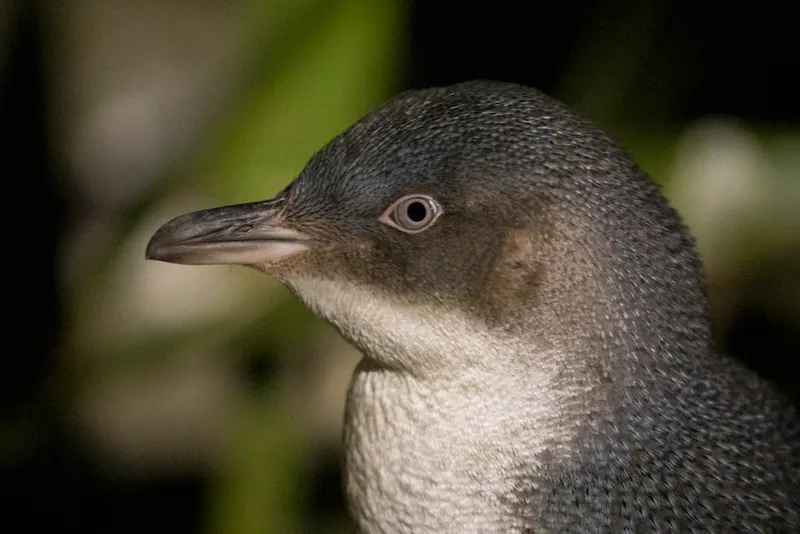 World Smallest Penguins In New Zealand