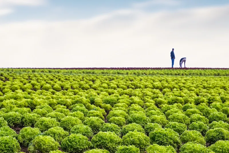 Field of lettuce