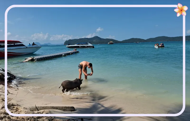 A person in swimwear bends down at the water's edge of a tropical beach, interacting with a pig. Boats are anchored nearby in the clear blue sea, with hilly islands in the background. A graphic border and a flower are added to the image.