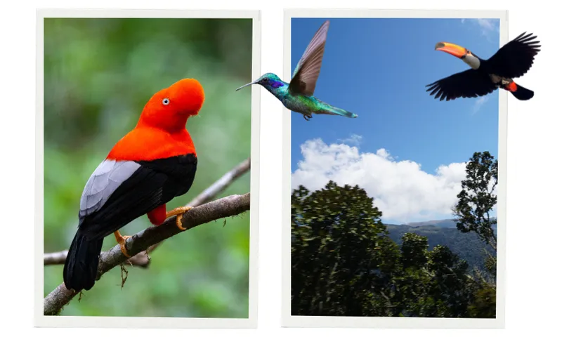 A collage of Amazonian bird life. On the left is a 'Cock of the rock' the national bird of Peru. It has a grey tail, black body, and very large red plummage around its face and beak which is almost completely covered by the red feathers. On the right an image of lush tropical rainforest has an orange beaked toucan overlayed as well as an iridescent tiny hummingbird.