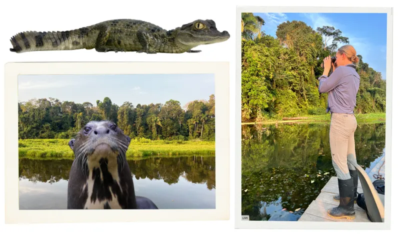 A collage shows photos of an Amazonian oxbow lake. Top left is a juvenille caiman which has large yellow eyes, a scaly tail and sharp claws and teeth. Below this a giant river otter with silky fit, long white whiskers and white markings on its chest peers out. At right a woman, Liv the writer, stands on a dock looking out over the lake with binoculars she is wearing gray hiking pants, black rubber gum boots and a blue top.