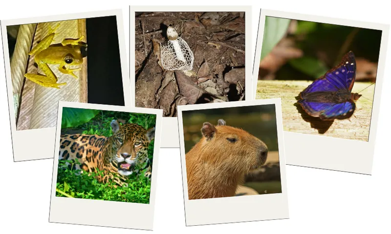 A collage of fives images of Amazonian critters. A bright yellow frog with large black eyes clings to a wooden surface at night. A white, lace-like mushroom with a honeycomb-patterned cap grows among brown leaves on the forest floor. A vibrant purple and blue butterfly rests on a light-colored wooden surface, with its wings slightly spread. A jaguar with golden fur and black spots peers out from the green bush. A capybara with coarse brown fur and small black ears gives a side glance to the camera.