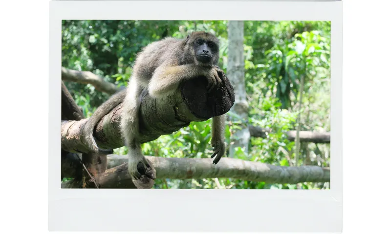 A monkey rests on a tree branch in a green, lush forest. It looks relaxed, with one arm hanging down and its head resting on the log, surrounded by vibrant foliage.