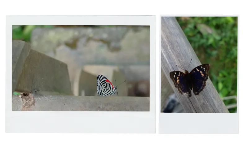 Two Polaroid photos: Left shows a close-up of a butterfly with distinctive black, white, and red patterns against a blurred outdoor background. Right shows a dark butterfly with light patterns perched on a wooden surface with green foliage nearby.