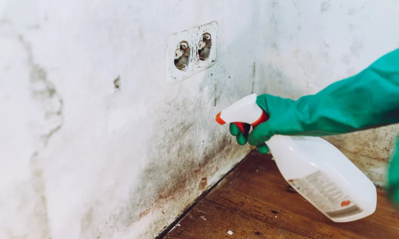 A person wearing a green glove sprays cleaning solution on a moldy white wall near a double electrical outlet. The floor is wooden, and the wall shows visible mold spots and discoloration.