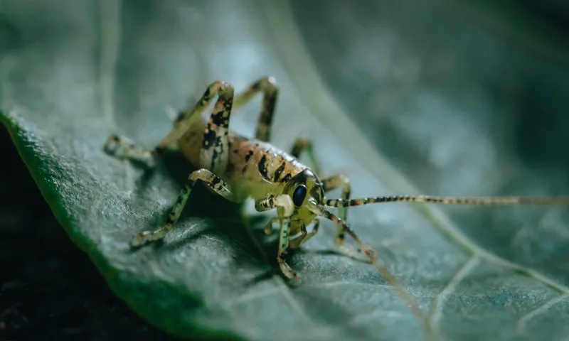 A close-up of a small wētāpunga with spotted legs and long antennae resting on a green leaf, showing fine details of its body and the leaf’s surface texture.