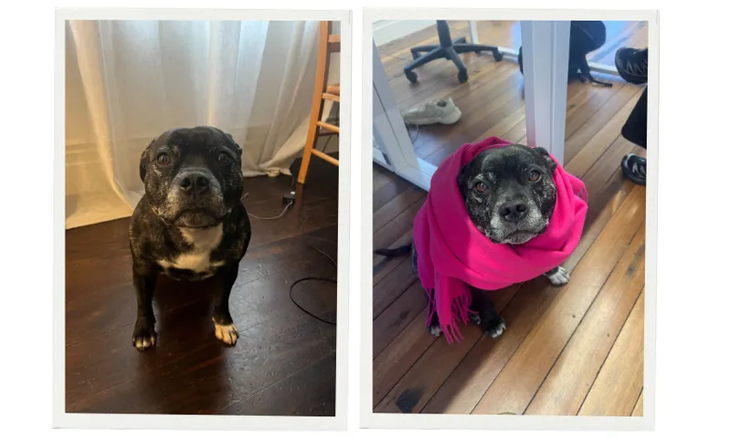 Side-by-side photos of a black and white dog: on the left, the dog sits on a wooden floor looking up; on the right, the same dog is wrapped in a bright pink scarf, also looking up.
