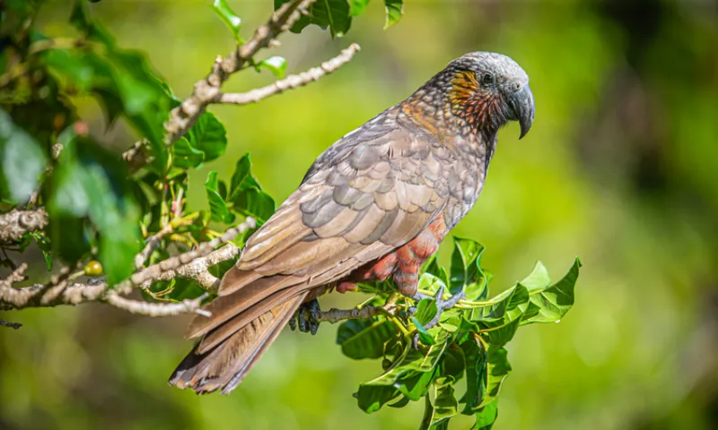 A brown and grey kākā with layered feathers perches on a leafy branch, surrounded by bright green foliage and sunlight.