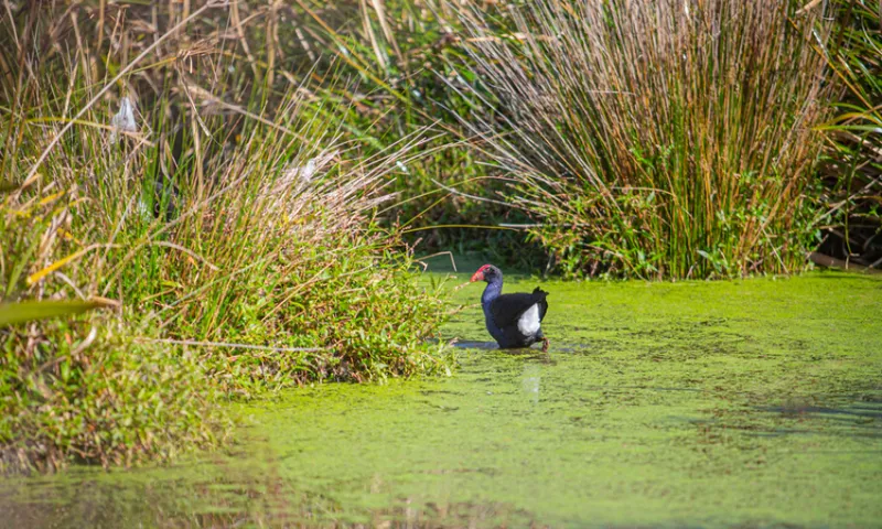 A pūkekō with a black and blue body and a red face stands in a marshy area surrounded by tall grasses and green algae-covered water, under bright daylight.