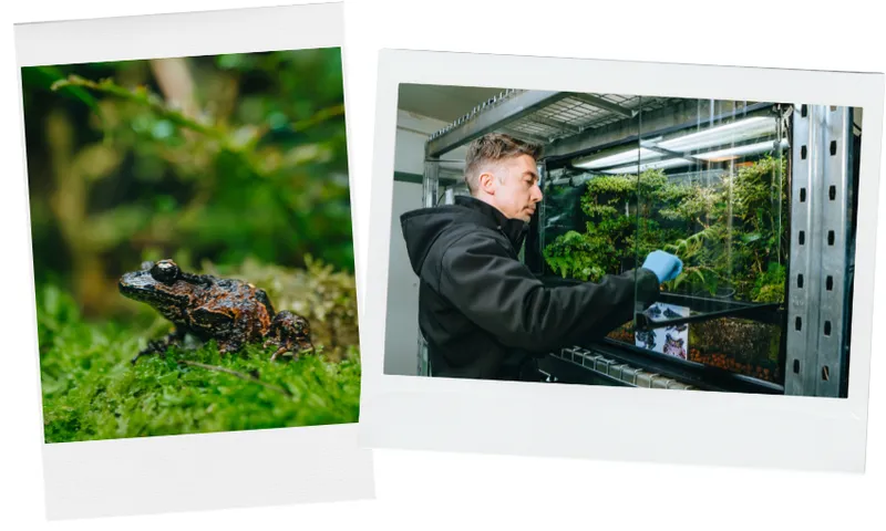 Left: A brown frog sits on green moss. Right: A person wearing gloves tends to a terrarium filled with plants and moss on a metal shelf.
