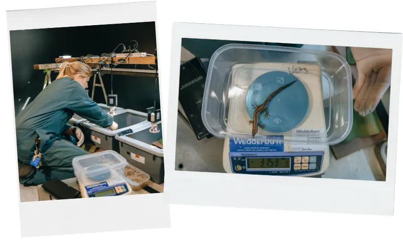 A person in coveralls works with tubs on tables in a lab; a close-up shows a salamander in a plastic container being weighed on a digital scale reading 31.53 grams.