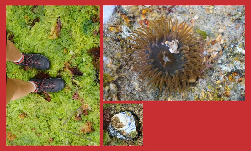 A collage shows feet in hiking shoes standing on green seaweed, a close-up of a brown sea anemone in shallow water, and a small shell on a sandy surface, all bordered by red.