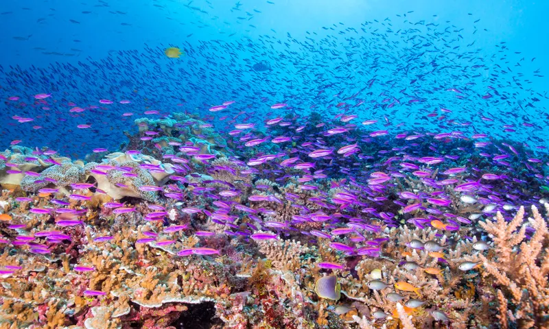 A vibrant coral reef underwater with clusters of small, purple fish swimming above colorful corals. Numerous silhouettes of fish fill the blue water in the background.