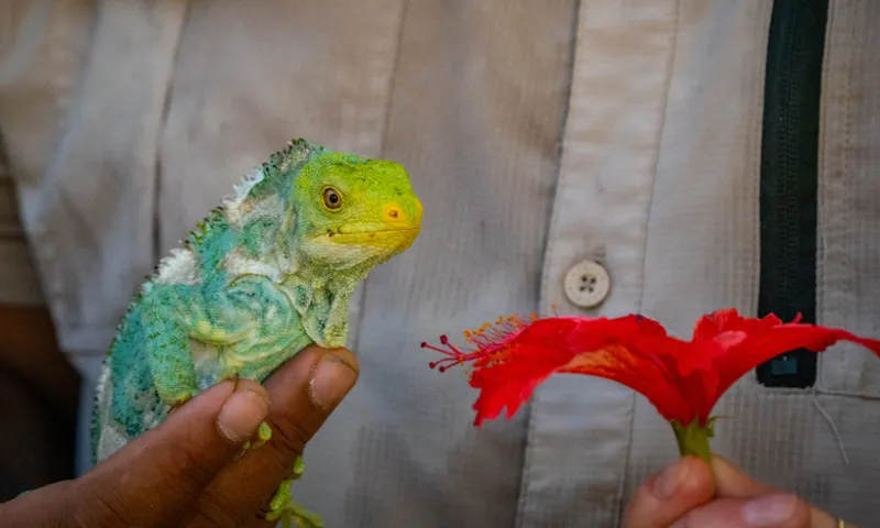 A person holds a green iguana in one hand and a bright red hibiscus flower in the other, with the person's beige shirt visible in the background.