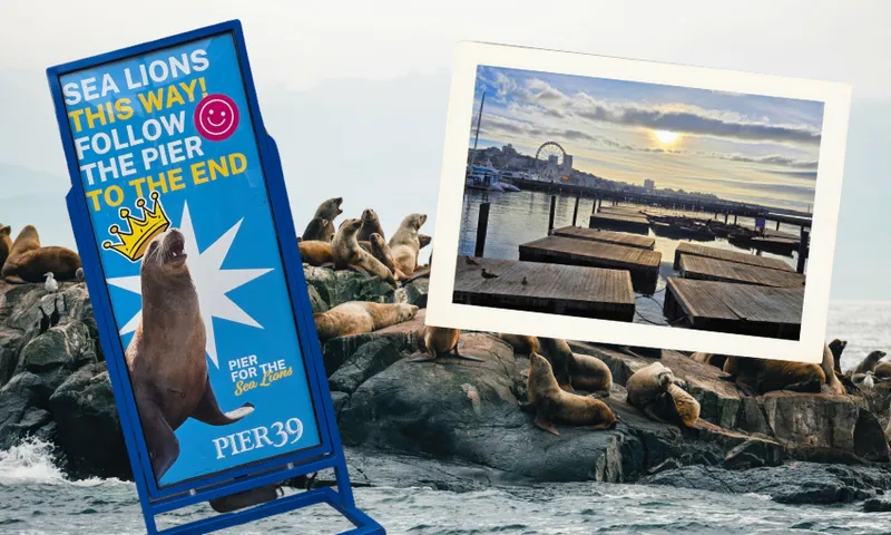 A sign for sea lions at Pier 39 stands by rocks covered in sea lions; an inset photo shows empty docks at a marina with a city skyline and Ferris wheel in the background under a cloudy sky.