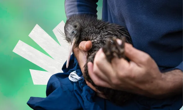 A person gently holds a brown kiwi bird with both hands against a green background, featuring a white abstract shape on the left side.