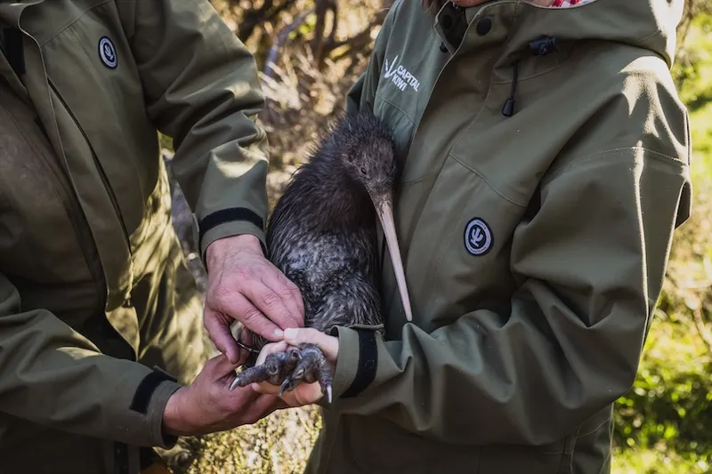 Two people in green jackets gently hold a kiwi bird outdoors. One person supports the bird’s body while the other holds its legs, showing the bird’s long beak and claws.