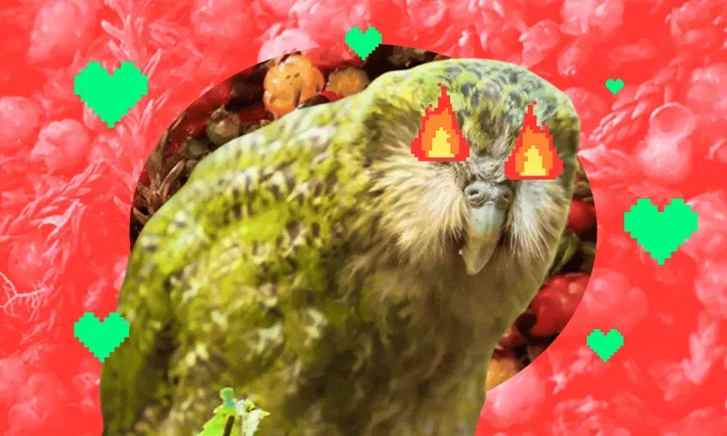 A moss-green bird with pixelated flaming eyes is in front of a red-pink background with green pixel hearts. The image has a playful, surreal, and digital art style.