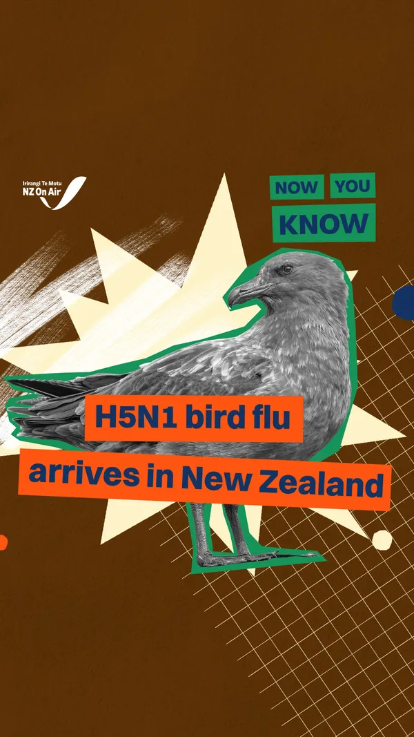 H5N1 bird flu has arrived in NZ
